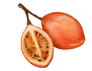 Wall Mural - tamarillo fruit   watercolor illustration isolated element