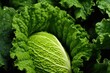 Vibrant fresh green kale cabbage closeup 