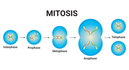 Poster - Animal cell Mitosis illustration with chromosomes Vector Design