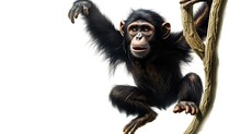 Spider Monkey Photo Realistic Illustration - Generative AI.