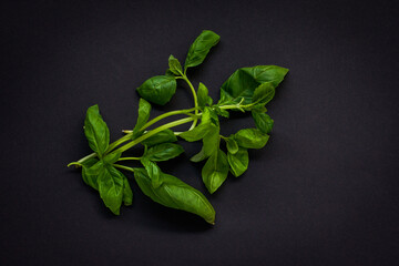 Wall Mural - Fresh Basil leaves on black background