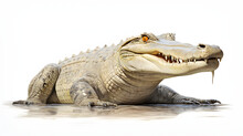 Crocodile On White Background