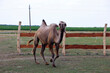 horse and foal camel