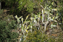 Landscape Of Insect Infested Prickly Pear Opuntia Cactus During Summer In Catalonia