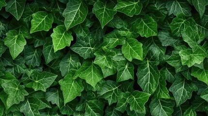 ivy leaf texture for background