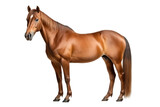 Fototapeta Konie - Brown horse isolated on transparent background PNG