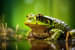 A Bullfrog portrait, wildlife photography
