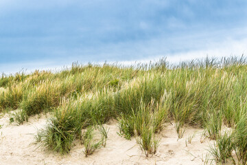 Wall Mural - Dunes on Rindby Beach Fanoe at the North Sea, Denmark