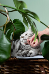 Wall Mural - Cute silver tabby british shorthair cat with big yellow eyes sits between monstera leaves on green background