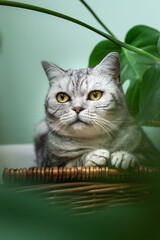 Wall Mural - Cute silver tabby british shorthair cat with big yellow eyes sits between monstera leaves on green background