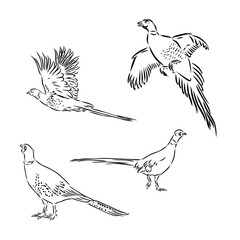 Wall Mural - Hand drawn of an pheasant, sketch. Vector illustration isolated on a white background.