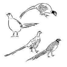 Hand Drawn Of An Pheasant, Sketch. Vector Illustration Isolated On A White Background.