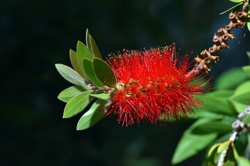 Poster - Flowers of the common red bottlebrush (Melaleuca citrina or Callistemon citrinus)