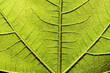 Macro photography of a fig leaf (Ficus carica) seen up to the light