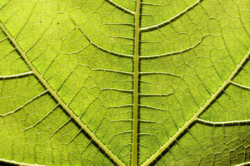 Poster - Macro photography of a fig leaf (Ficus carica) seen up to the light