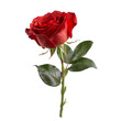 red rose isolated on transparent background cutout