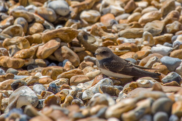 Poster - sand martin the smallest european hirundine resting on pebbles on the beach