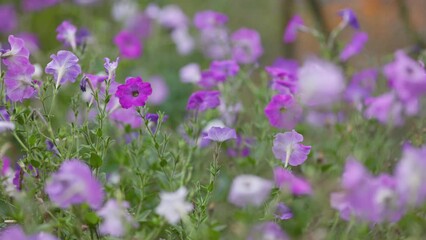 Aufkleber - Summer purple flowers sway in the wind. Delicate summer wild flowers in the garden or park, slow motion shot