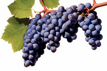  Sangiovese is an Italian red wine grape that is the backbone of famous wines such as Chianti and Brunello di Montalcino. Generative AI technology