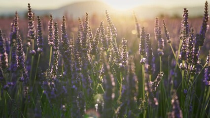 Poster - Lavender field at sunset, Provence, France. Backlit purple lavender flowers sway in the wind. Steadicam shot of violet lavender bloomig flowers