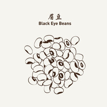White Cow Pea Beans (Black Eye Bean) 眉豆 Black-eyed Beans. Vector Illustration EPS 10.