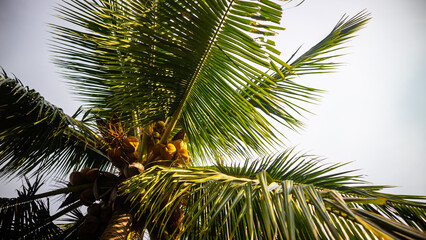 delicious and refreshing coconuts on the beach