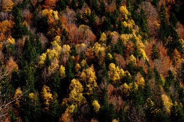 Wall Mural - Automne dans le val d'aran