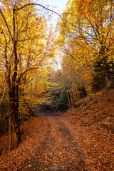 Wall Mural - Automne dans le val d'aran