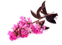 Pink Lagerstroemia With Purple Leaf