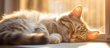 Cat Sleeping On Windowsill With Soft Pastel Sunlight