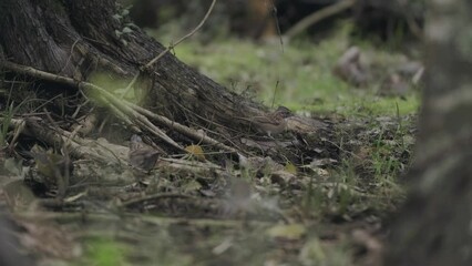 Group of small birds scratching the ground on a dark forest next to a big root.