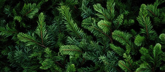  Texture of Christmas tree branches on a natural background