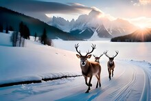 Three Reindeer Walking In The Snow