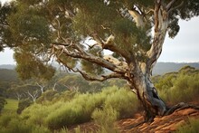 A Narrow-leaved Paperbark Tree Commonly Referred To As Tea Tree. Generative AI