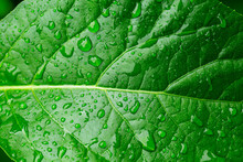 Green Macro Leaf,raindrops On Fresh Green Leaves On A Black Background. Macro Shot Of Water Droplets On Leaves. Waterdrop On Green Leaf After A Rain.