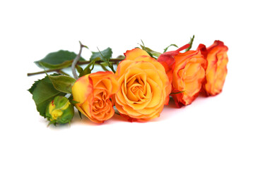 Wall Mural - Bunch of rosy roses isolated on white 