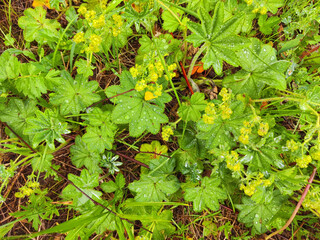green natural background with leaves. partial selective focus