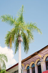 Wall Mural - Georgetown traditional malaysian house and palm tree in Penang, Malaysia