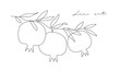 Branch with pomegranates and leaves. Modern single line art drawing. Continuous line drawing. Outline draw design vector illustration.