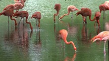 Pink Flamingo Flock Flamingos Foraging For Food In Pond Wetland Shallow Water