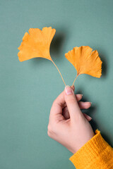 Wall Mural - ginkgo biloba leaf in female hand isolate, autumn background, free space for text