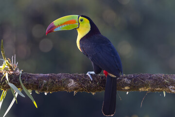 Wall Mural - a rear view of a keel-billed toucan perched on a tree branch