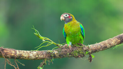 Wall Mural - front view of a brown-hooded parrot perched on a branch