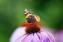   Admiral Butterfly Perched On A Purple Coneflower