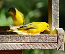 Yellow Bird On A Feeder