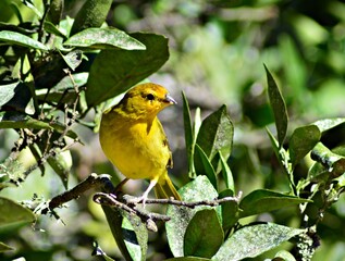 yellow bird