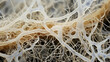 The macro photograph reveals an extensive network of microscopic fungal hyphae in creamywhite hues. It ss out of the foreground of the image meandering off in different