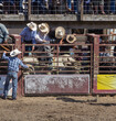 4 cowboys are leaning over a railing preparing one will ride bucking bull a rodeo. The cowboys are wearing blue and white hats. The bull is brown and in a narrow white. 
