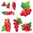 Red currant berries. Set of hand drawn vector illustrations of sprigs of redcurrant with bunch of berries and green leaves on white background.