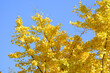 黄色く色づいたイチョウの葉と青空